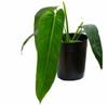 Philodendron Amazon spirit