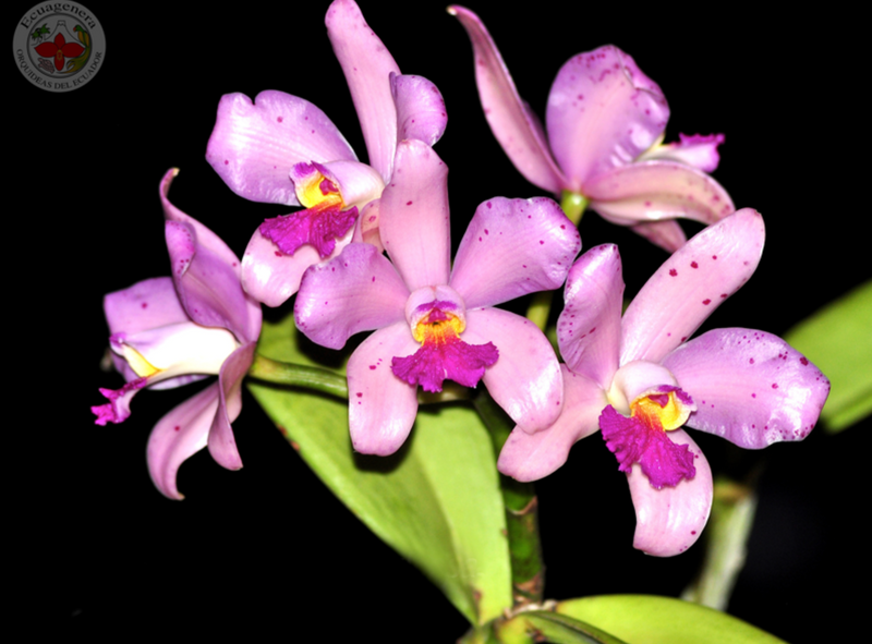 Cattleya amethystoglossa