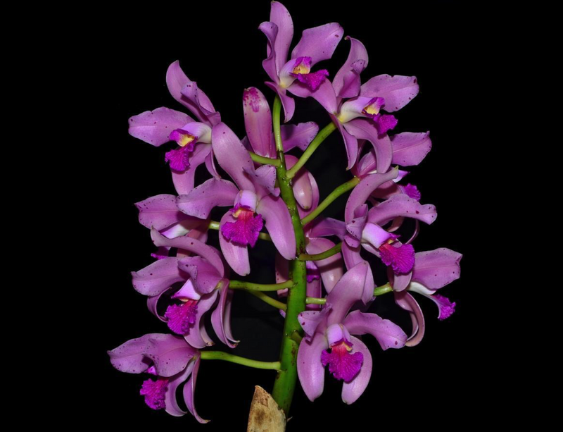 Cattleya amethystoglossa