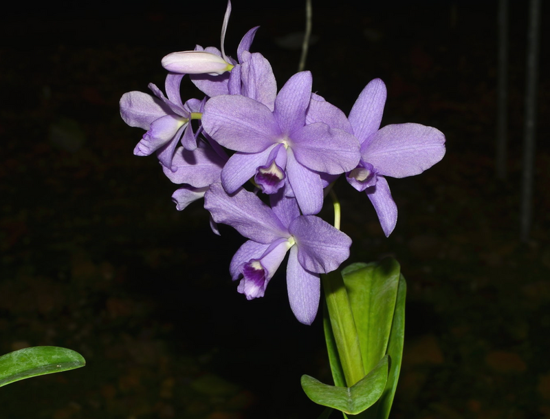 Cattleya bowringiana f. coerulea