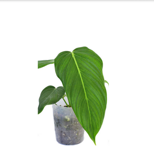 Philodendron Morning Sun