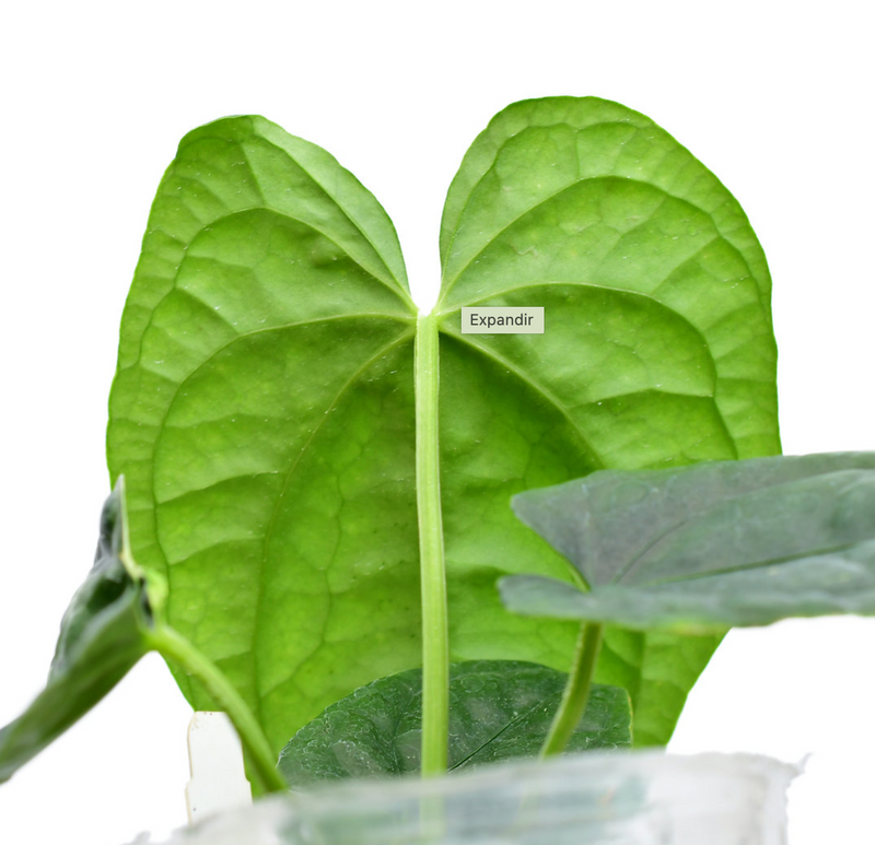 Anthurium After midnight