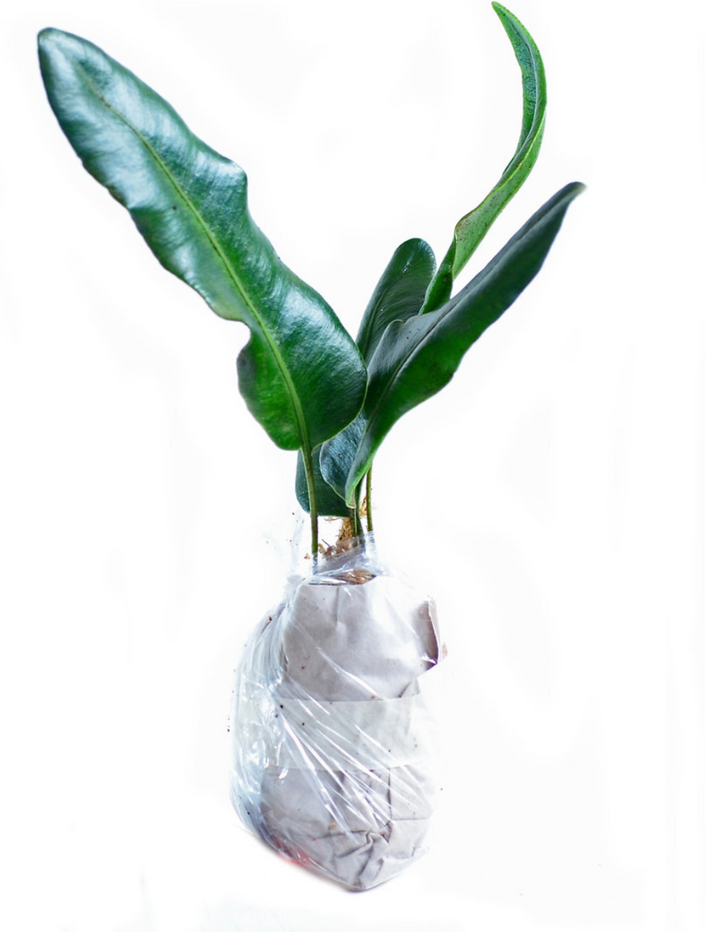 Elaphoglossum metallicum