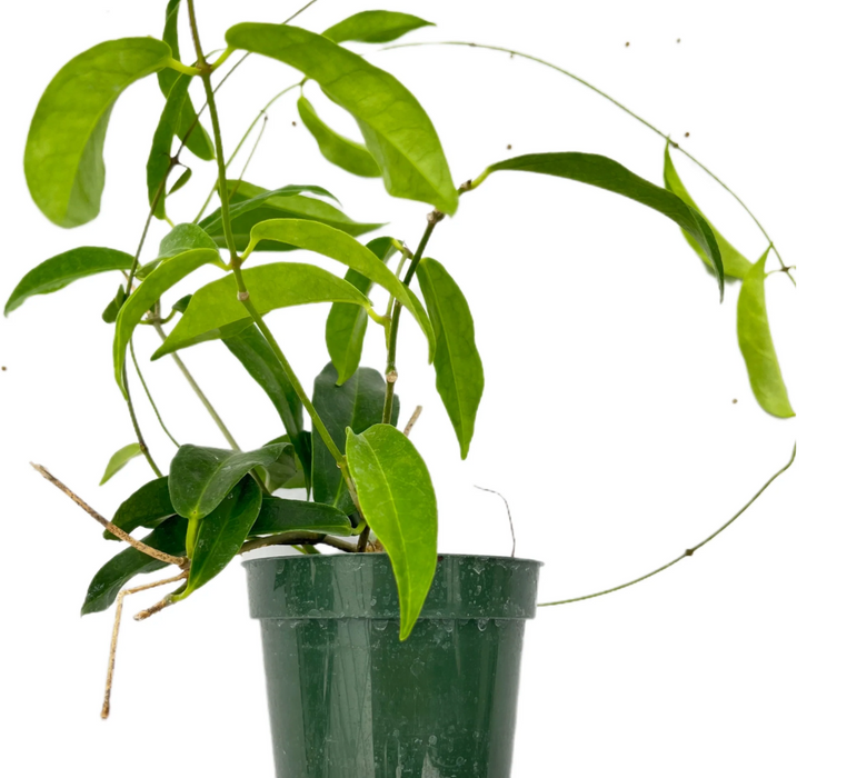 Hoya chlorantha