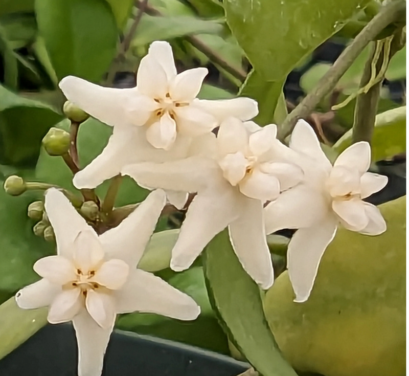 Hoya chlorantha