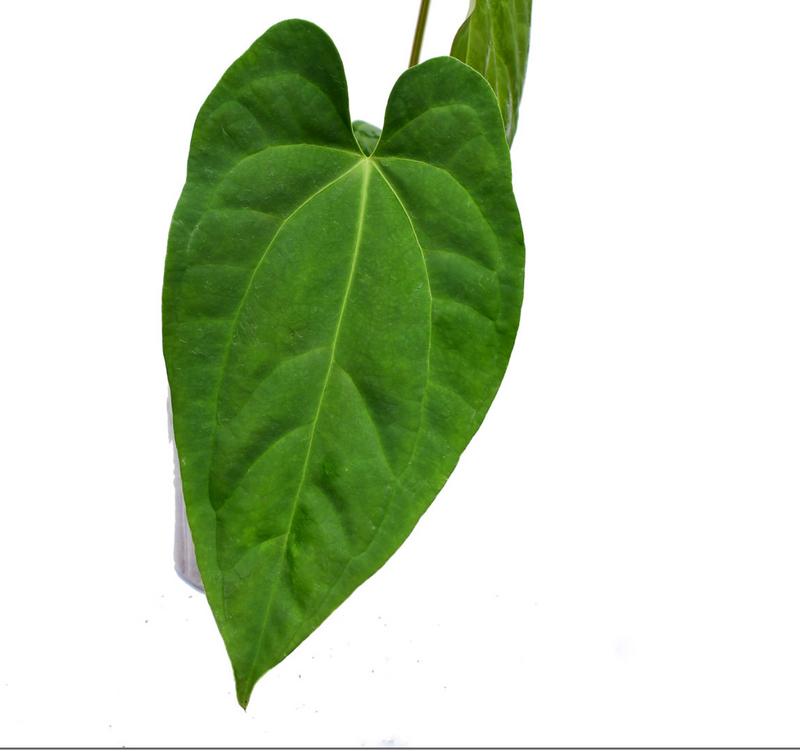 Anthurium Heart of the Amazon