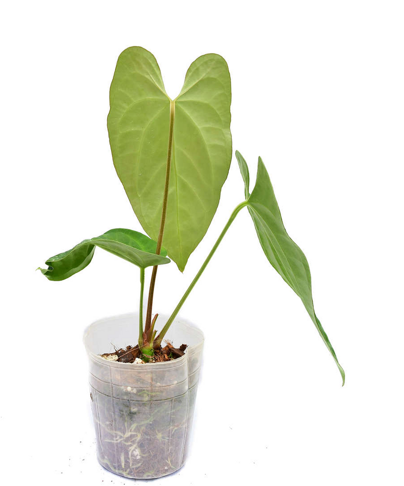 Anthurium Heart of the Amazon