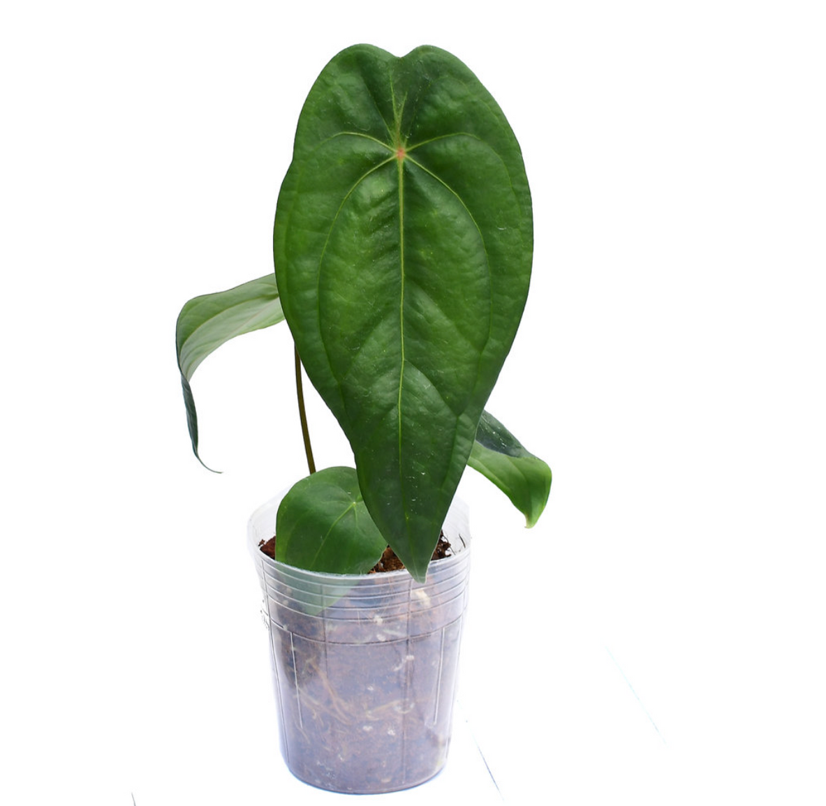 anthurium-amazon-joy-inverse-crossing-ecuagenera-california