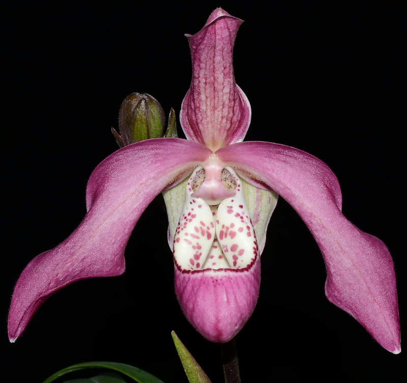 Phragmipedium Peter Croezen