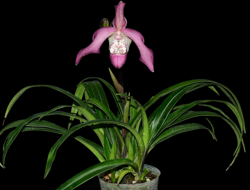 Phragmipedium Peter Croezen
