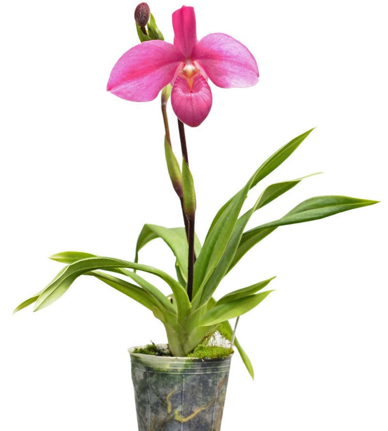Phragmipedium Memoria Mariza Rolando