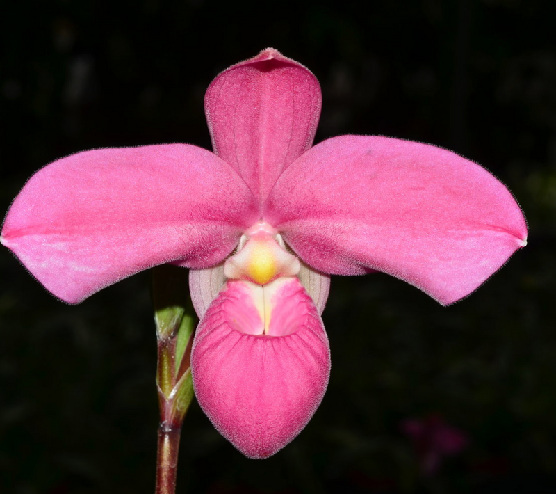 Phragmipedium Memoria Mariza Rolando