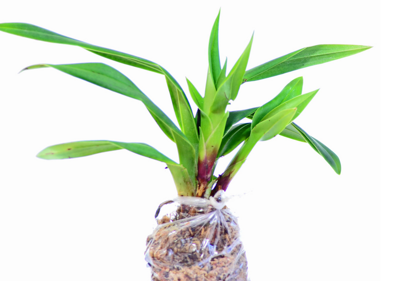 Phragmipedium Memoria Mariza Rolando