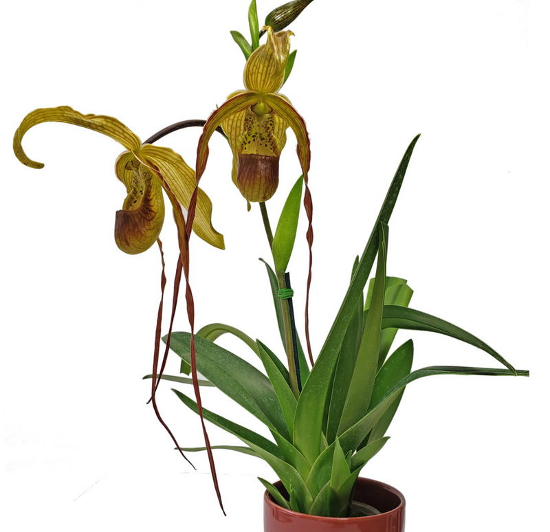 Phragmipedium Wossner Supergrande