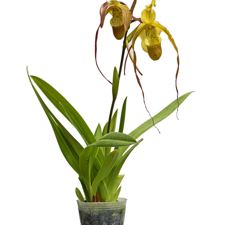 Phragmipedium Wossner Supergrande