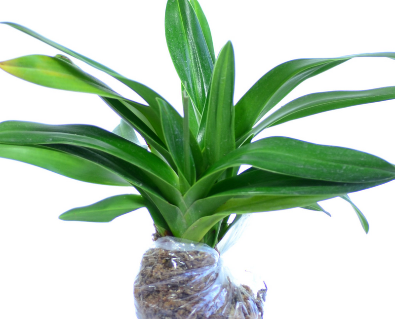 Phragmipedium Wossner Supergrande