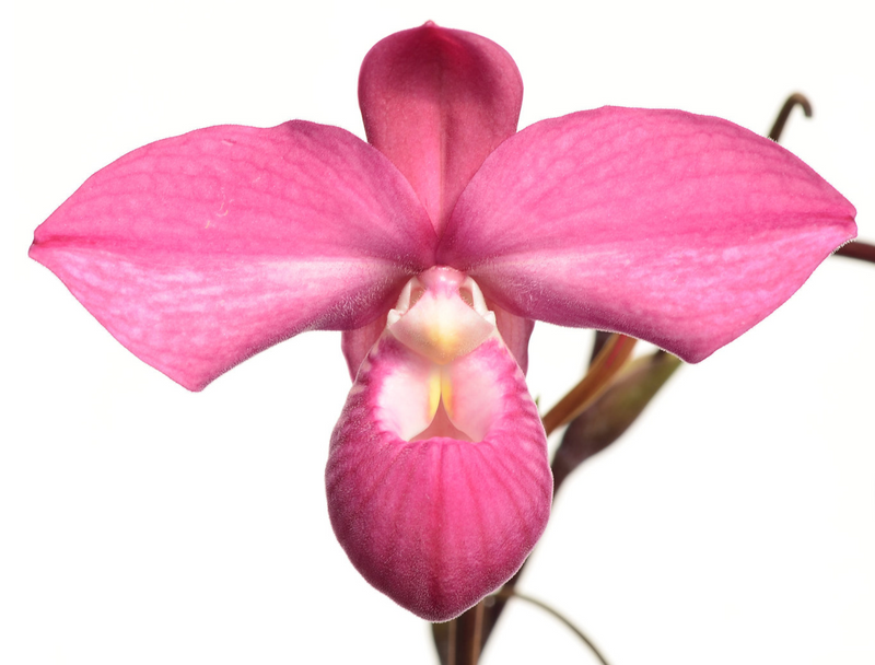 Phragmipedium Ivan Portilla