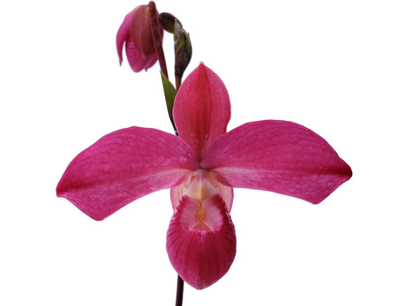 Phragmipedium Ivan Portilla