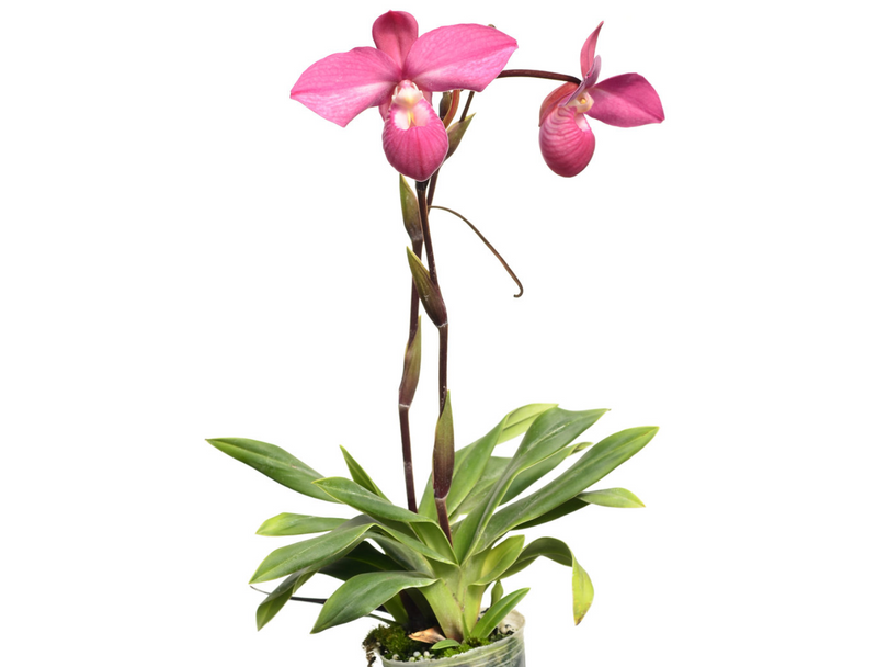 Phragmipedium Ivan Portilla
