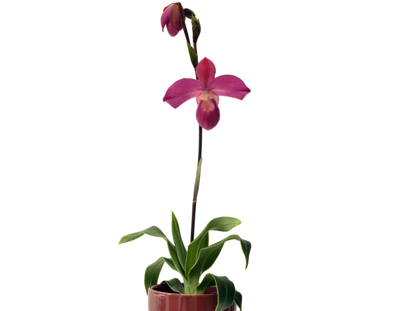 Phragmipedium Ivan Portilla