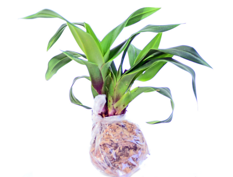 Phragmipedium Ivan Portilla