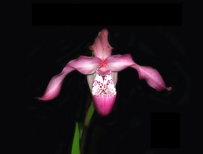 Phragmipedium Incan Treasure