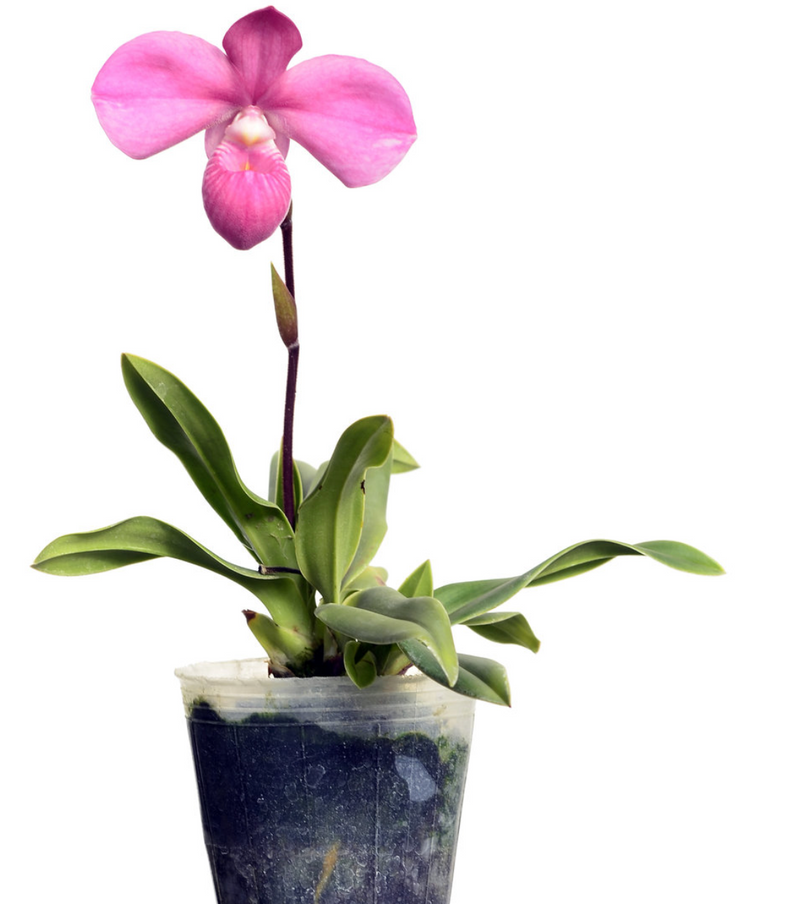 Phragmipedium Graeme Jones