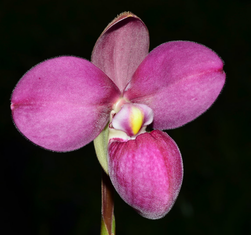 Phragmipedium Graeme Jones