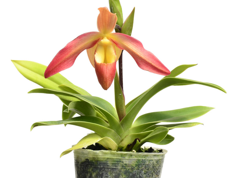 Phragmipedium Eric Young