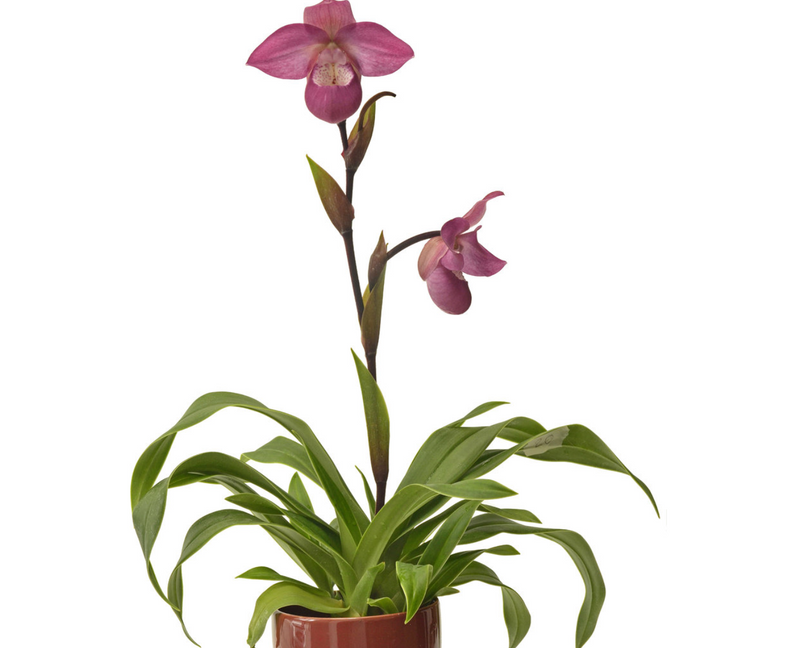 Phragmipedium Ecuagenera Dream