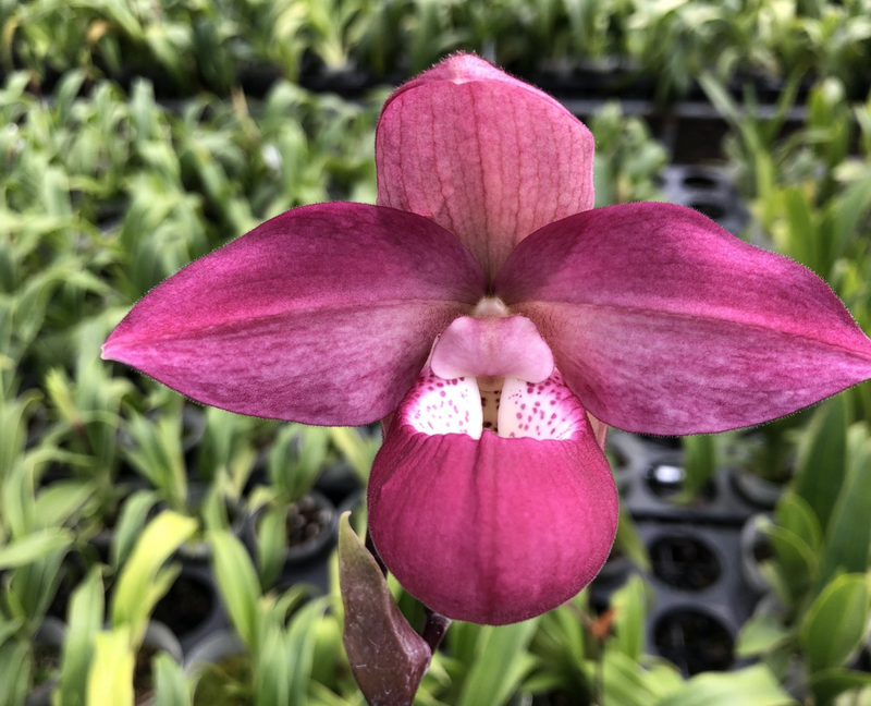 Phragmipedium Ecuagenera Dream