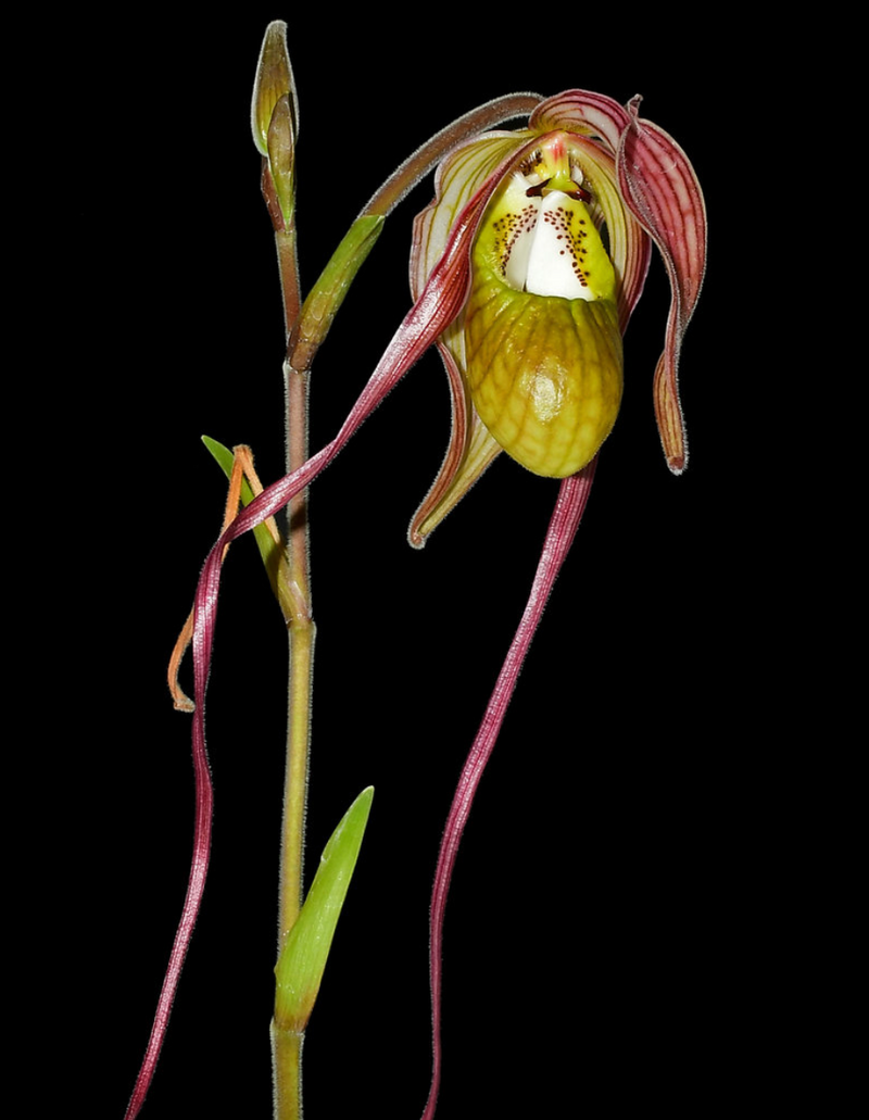 Phragmipedium Diana Salazar