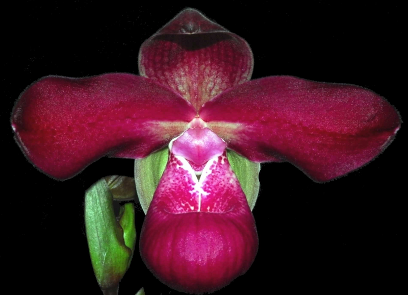 Phragmipedium Acker's Beauty