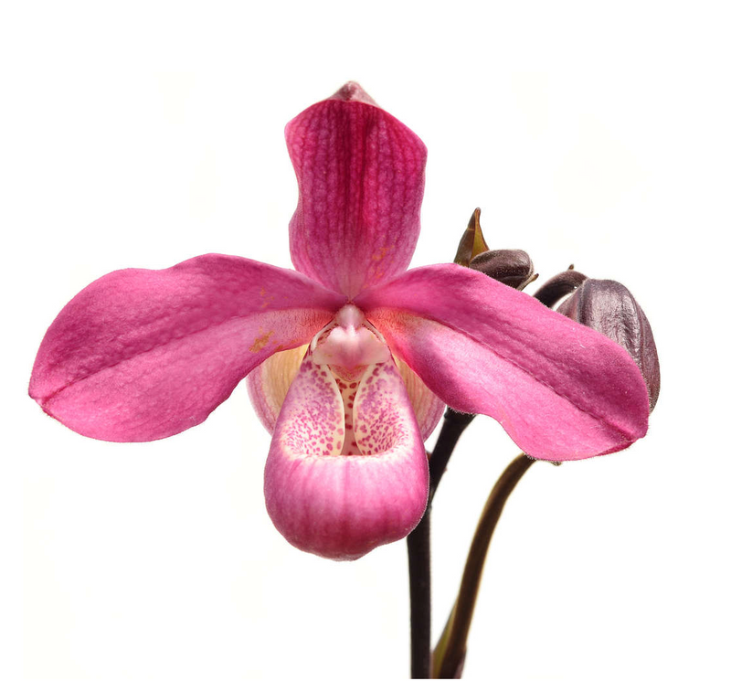 Phragmipedium Acker's Beauty