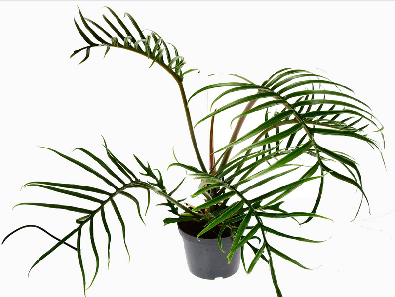 Philodendron tortum (seedling)