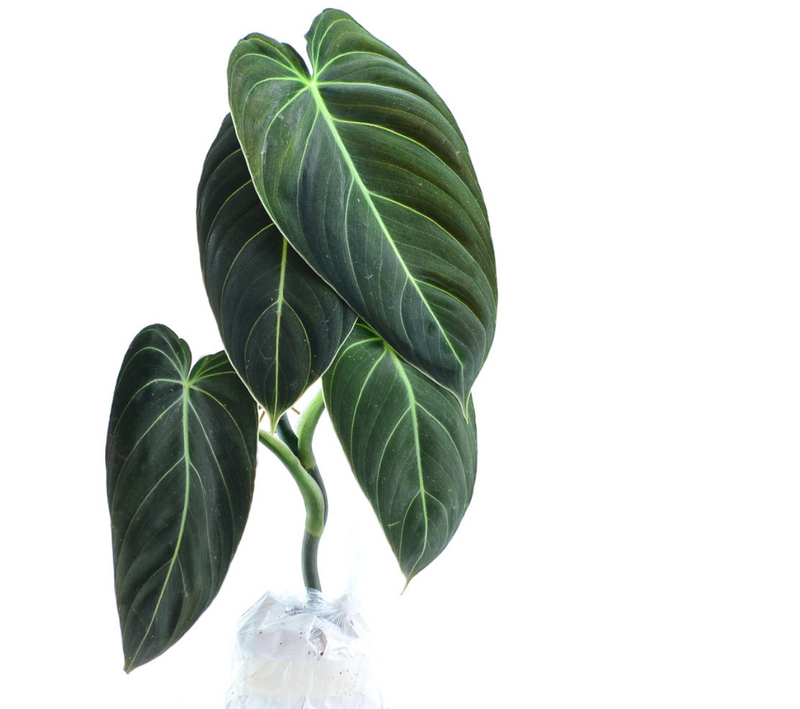 Philodendron melanochrysum (seedling)