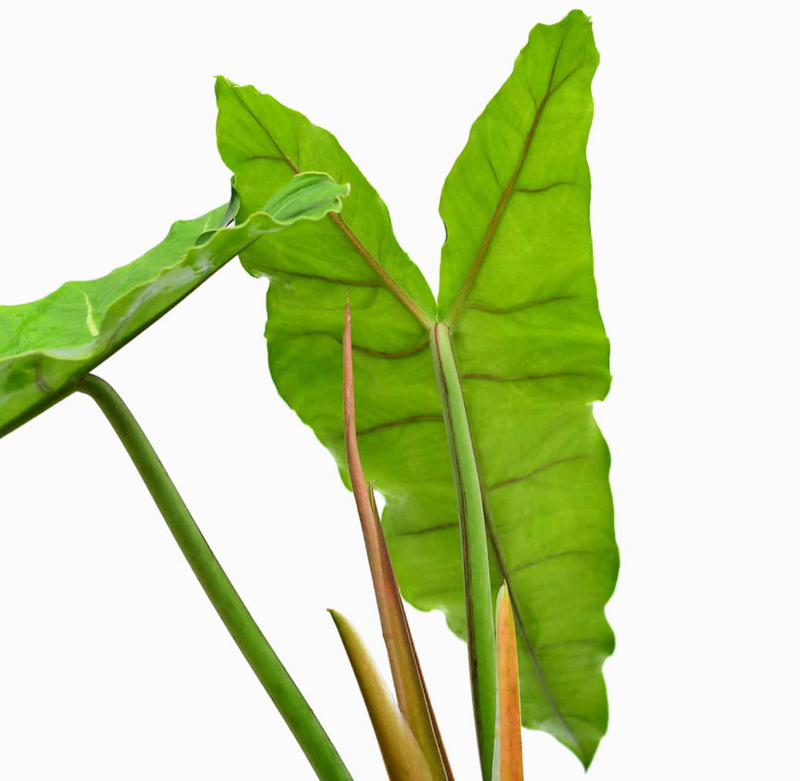 Philodendron maximum 'Ecuagenera'