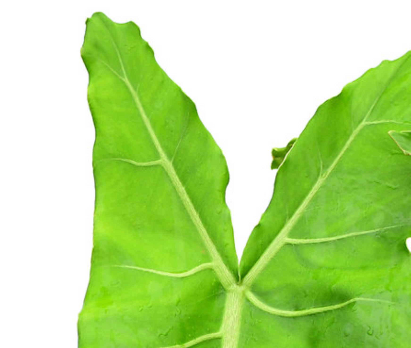 Philodendron maximum 'Ecuagenera'