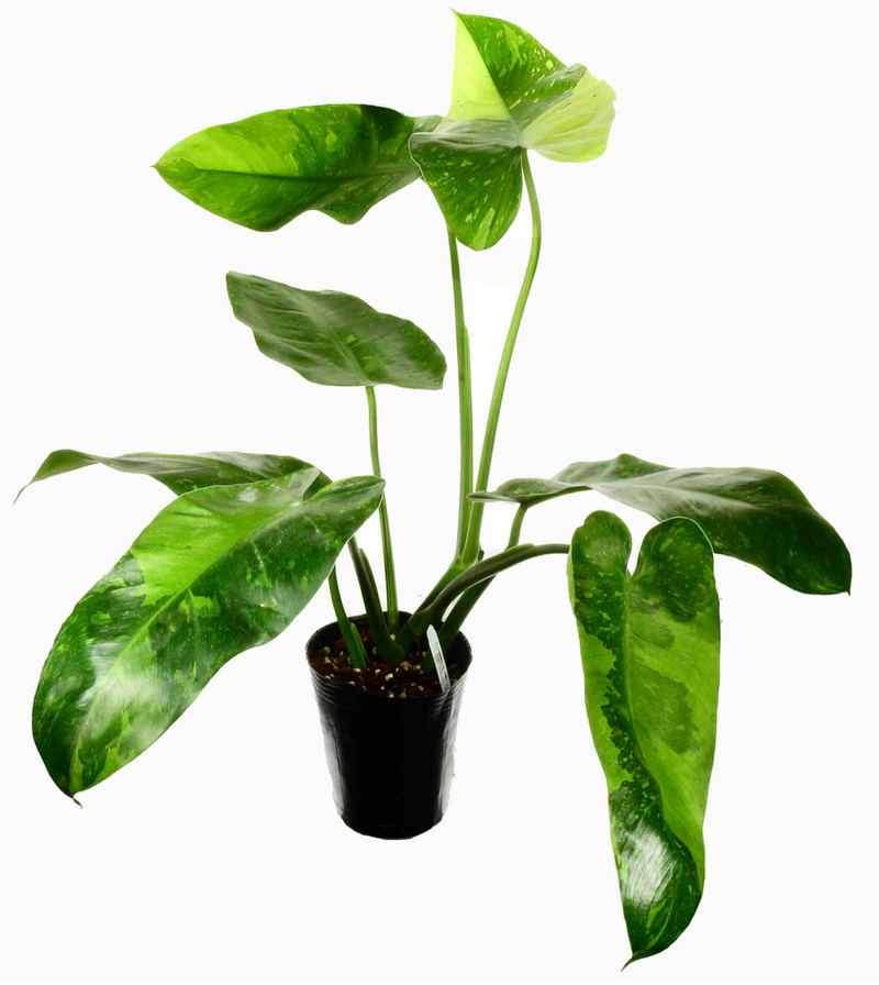 Philodendron Jose Buono (seedling)