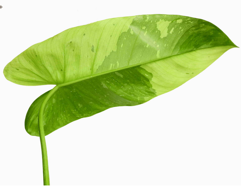 Philodendron Jose Buono (seedling)