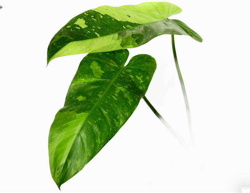 Philodendron Jose Buono (seedling)