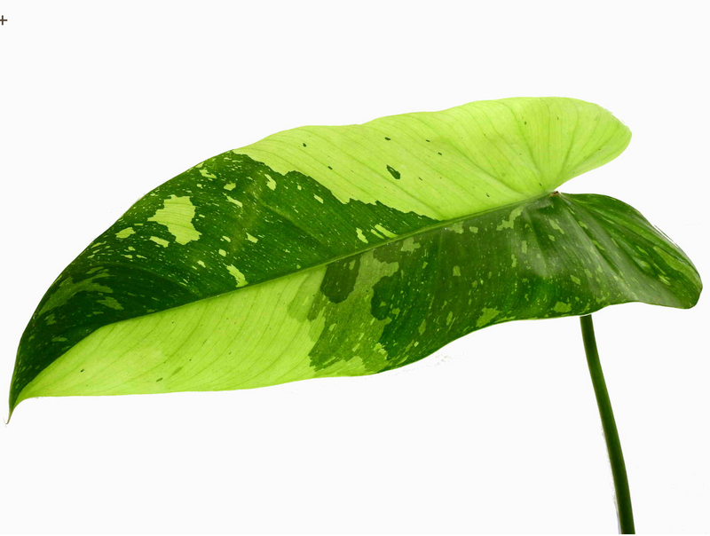 Philodendron Jose Buono (seedling)