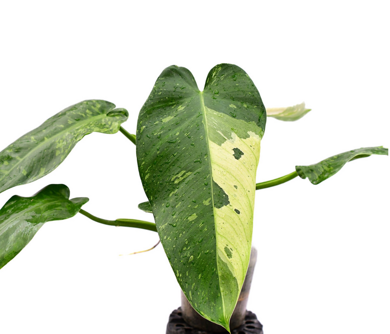 Philodendron Jose Buono (seedling)