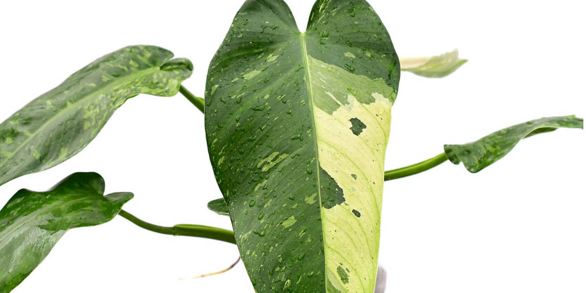 Philodendron Jose Buono Variegated - 2024 Aroid Variegated Houseplants - Philodendron - Monstera