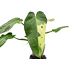 Philodendron Jose Buono