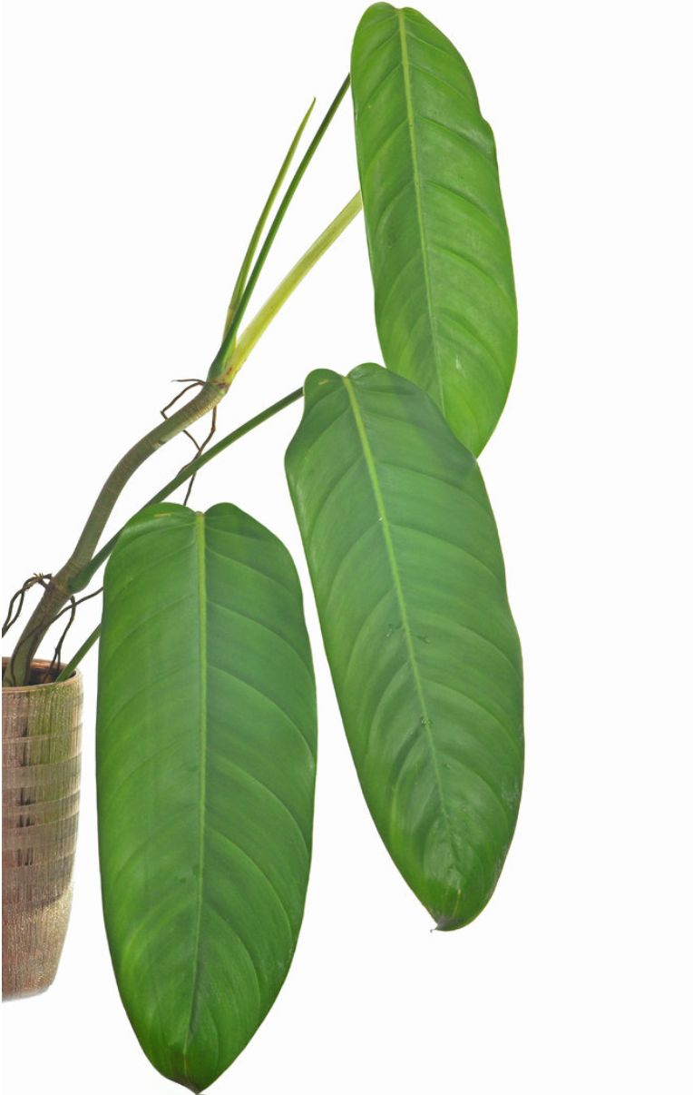 Philodendron heleniae subsp. amazonense