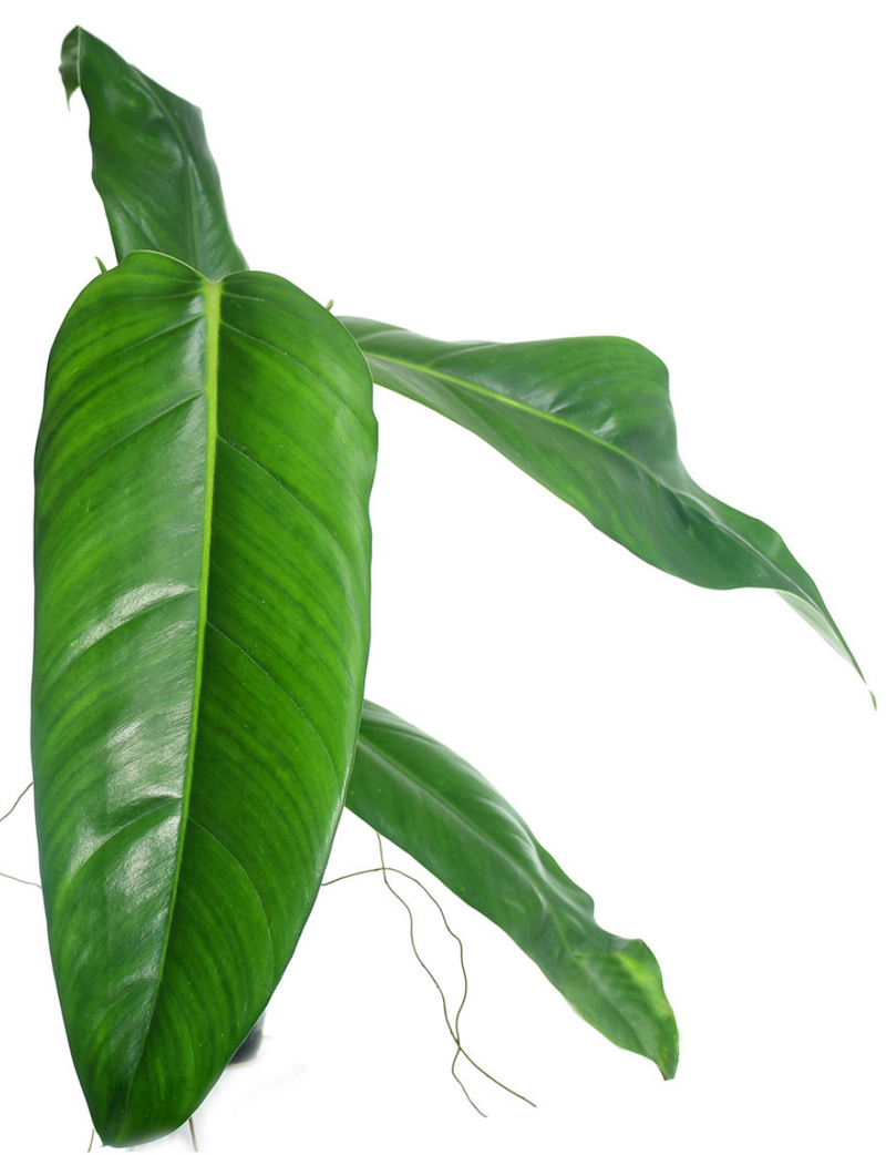 Philodendron heleniae subsp. amazonense