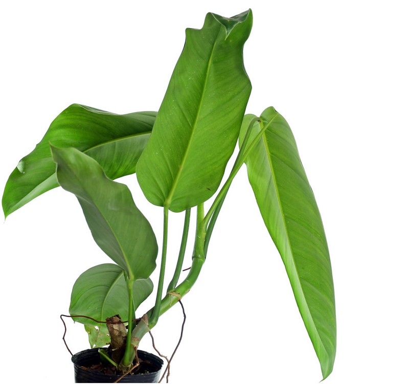 Philodendron heleniae subsp. amazonense