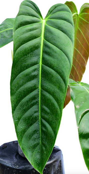 Philodendron Green sky