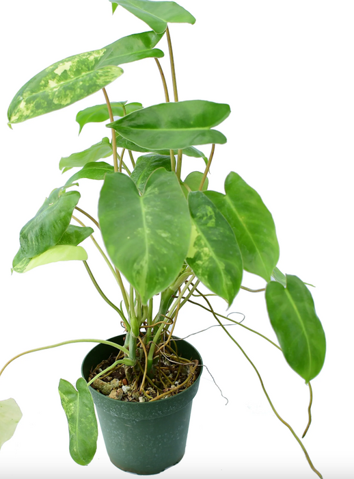 Philodendron Burle Marx variegated